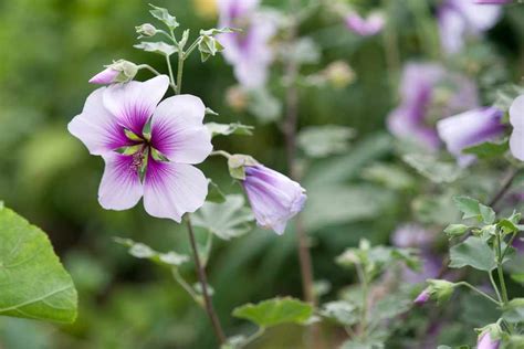 15 Fastest Growing Plants for an Instant Garden