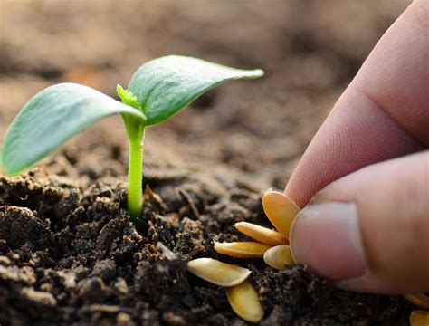 5 Fast Sprouting Seeds To Grow (For Kids + Beginners) You Should Grow