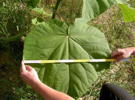 Fast Growing Junk Trees