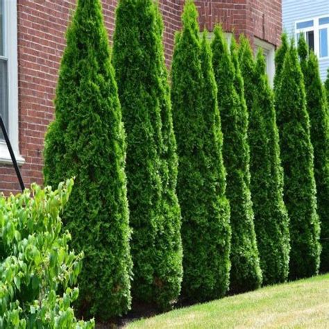 fast growing narrow arborvitae