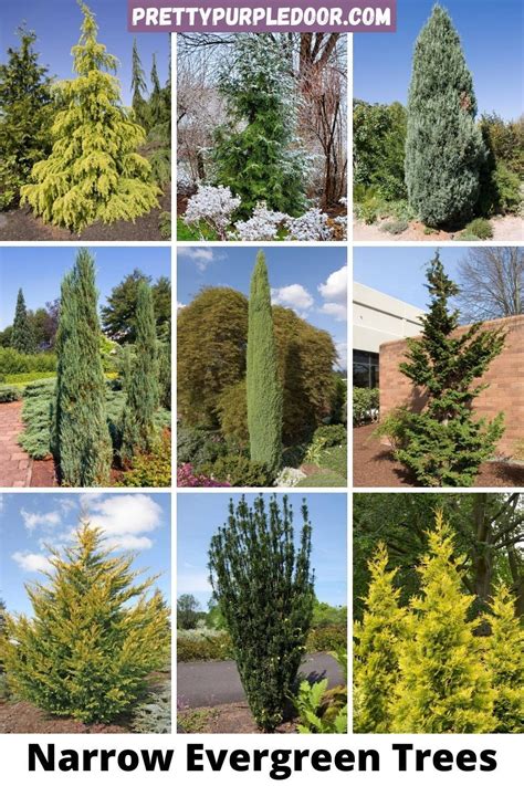 fast growing narrow evergreen