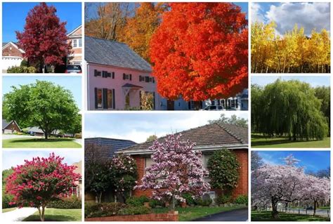 fast growing trees in zone 6