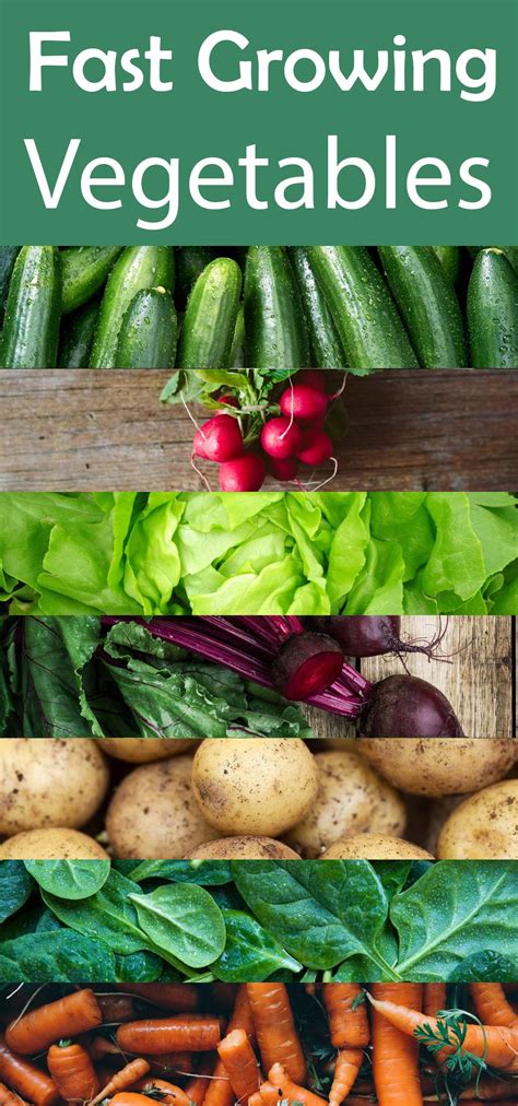 Fast Growing Vegetables: The Key To A Bountiful Harvest