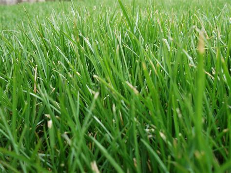 Rumput Tercepat Tumbuh di Indonesia