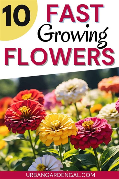 Fastest Growing Flower Bulbs