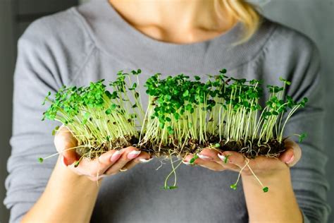 fastest growing microgreens