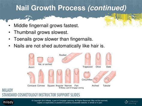 Fastest Growing Nail