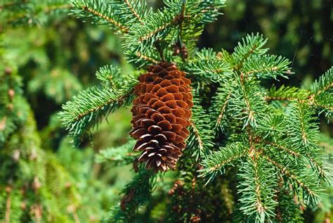 Fastest Growing Spruce Trees