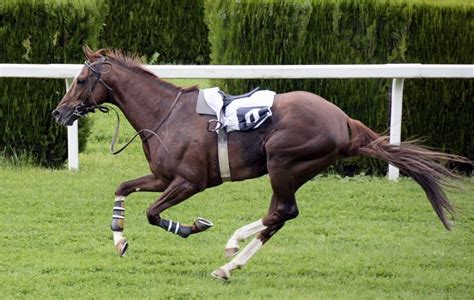 fastest race horse breed