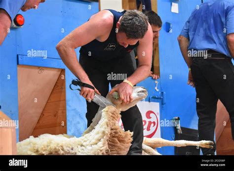 Fastest Sheep Shearing