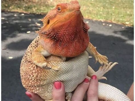 How to Help a Fat Bearded Dragon Lose Weight Reptile Advisor
