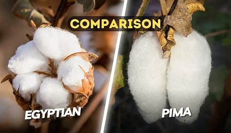 Fat Cotton Adalah What Is Pima ? Why It's So Special And