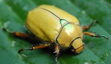 Fat Yellow Beetle The Principal Undergardener Why Vegetable Gardeners Are Optimists
