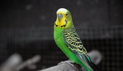Fat Yellow Budgie How To Reduce In s?