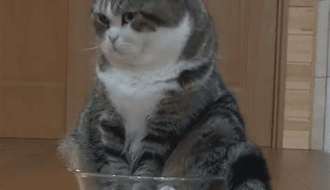 Fat Yellow Cat Gif Themselves Ice