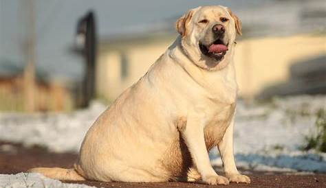 Fat Yellow Dog Pet Obesity Cutest Animals