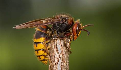 Fat Yellow Hornet 9 Things You Need To Know About Murder