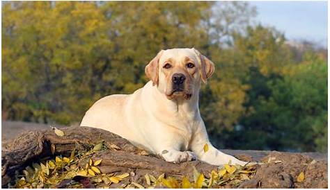 Fat Yellow Lab Dog Pictures Images And Stock Photos IStock