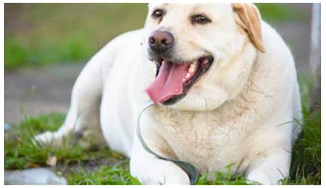 Fat Yellow Lab rador How To Tell If Your Dog Is Overweight