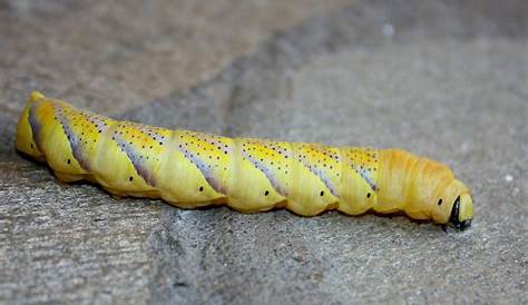Fat Yellow Worm Meet The Small That Can REGROW Its Own Head
