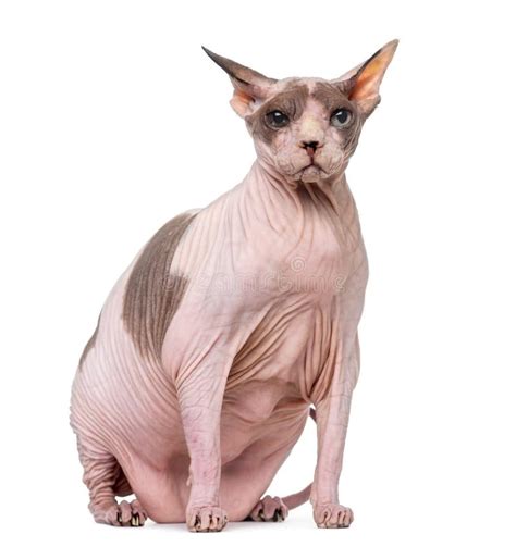 Fat Bald Cat