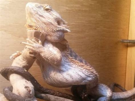 Fat Bearded Dragon