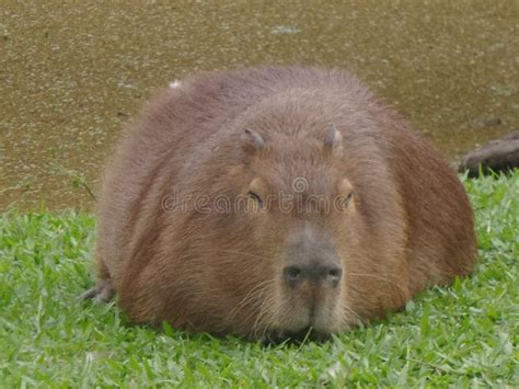 Fat Capybara