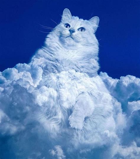 fat cat cloud