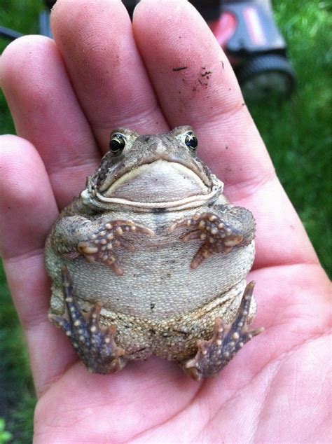 Fat Frog Pets