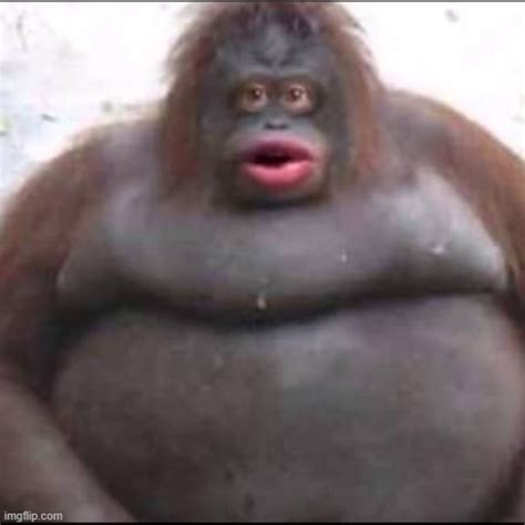 Fat Monkey Meme