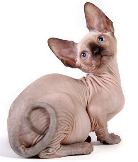 Fat Sphynx
