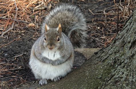Fat Squirrels