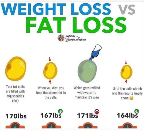 fat cells weight loss