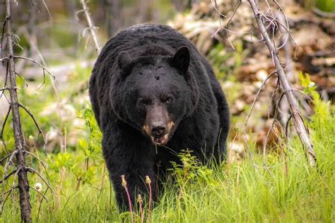 fatal bear attacks north america