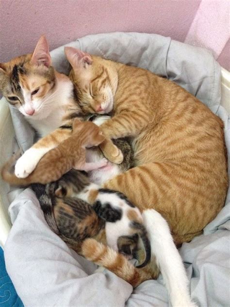 father cat taking care of kittens