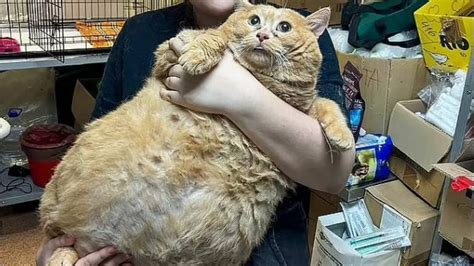 fattestcat erome