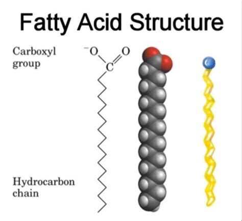 fatty acid structure diagram