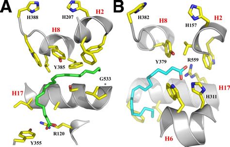 Fatty Acid Substrate