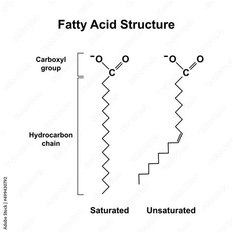 Fatty Acids General Formula