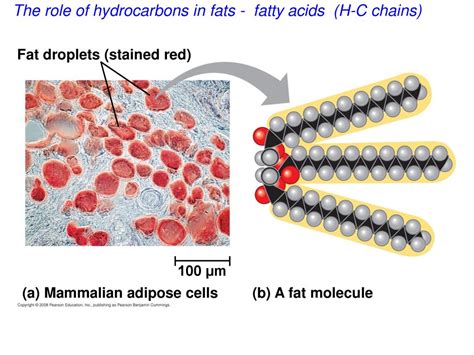 Fatty Acids Hydrocarbons