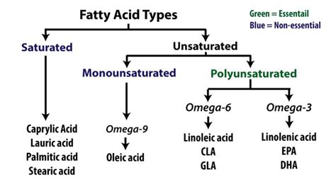 Fatty Acids Kinds