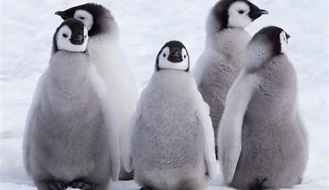 25 animales de la Antártida y sus características