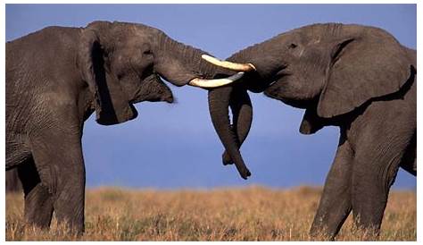 El valor de la fauna salvaje africana