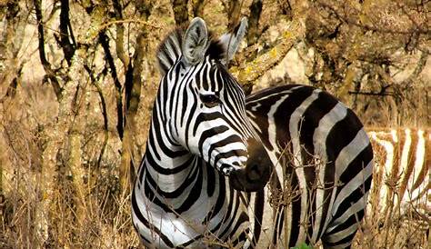 Fotos gratis : naturaleza, blanco, fauna silvestre, retrato, África