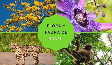 Fauna e flora Jéssica Brasil