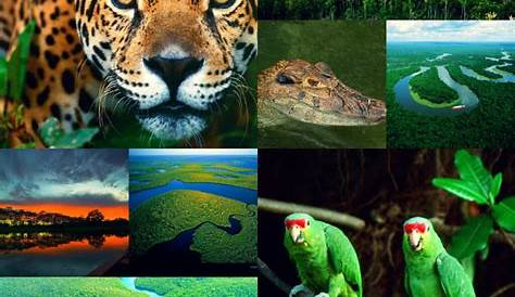 Detalhes da Fauna Brasileira | Animais - Cultura Mix