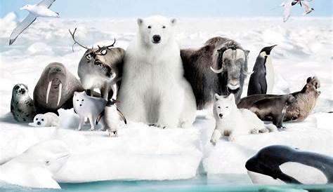 Arctic Ocean Animals And Plants