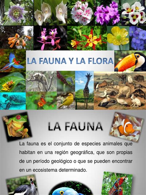 fauna e flora pdf