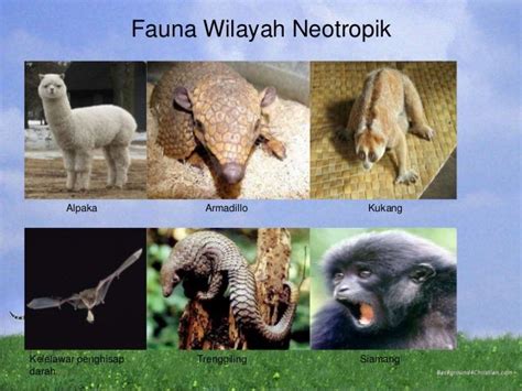 Fauna Wilayah Neotropik YouTube