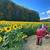 fausett farms sunflowers photos